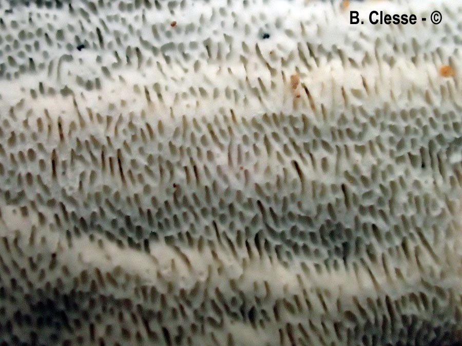 Sidera vulgaris (Skeletocutis vulgaris, Poria vulgaris)