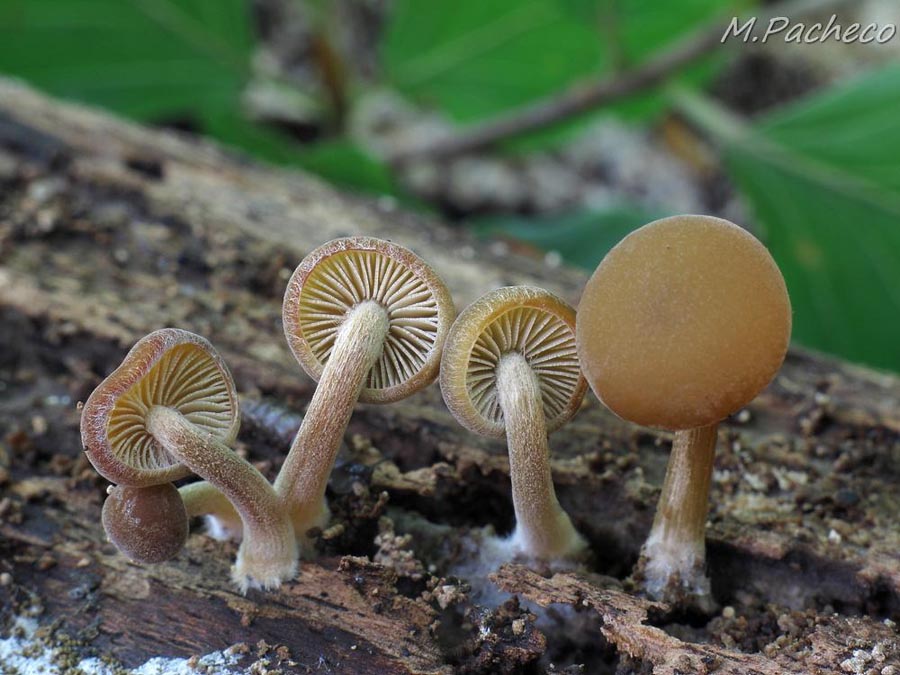 Simocybe centunculus