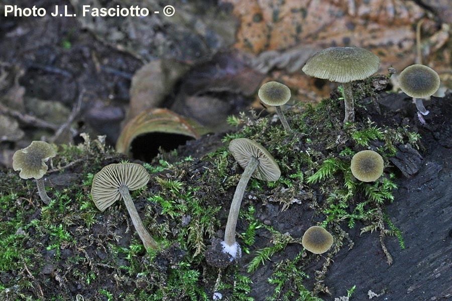 Simocybe geraniolens