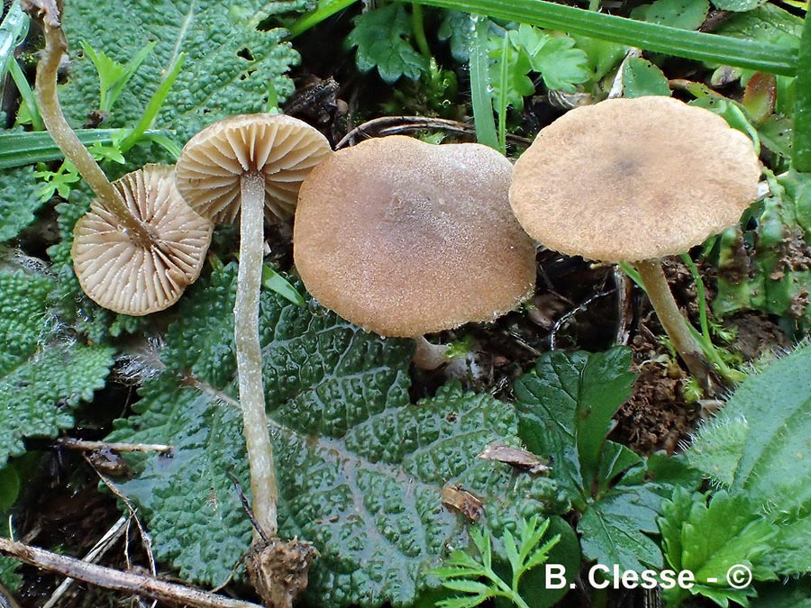 Simocybe reducta