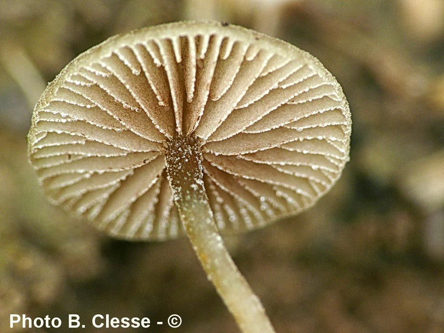 Simocybe reducta