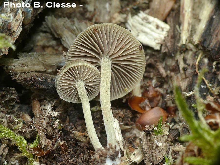 Simocybe sumptuosa