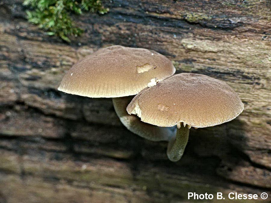 Simocybe sumptuosa