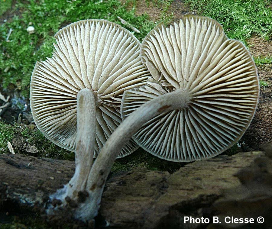 Simocybe sumptuosa