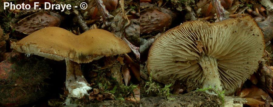 Simocybe sumptuosa