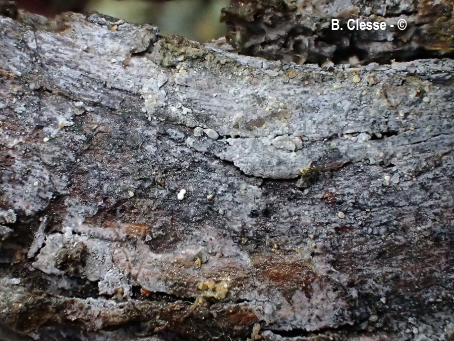 Sistotrema porulosum