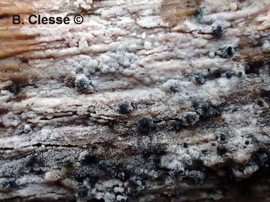 Sistotremastrum niveocremeum