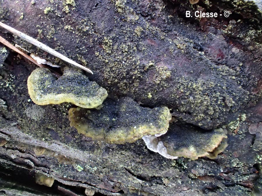 Skeletocutis carneogrisea