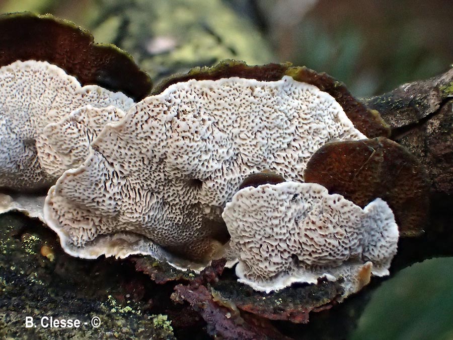 Skeletocutis carneogrisea