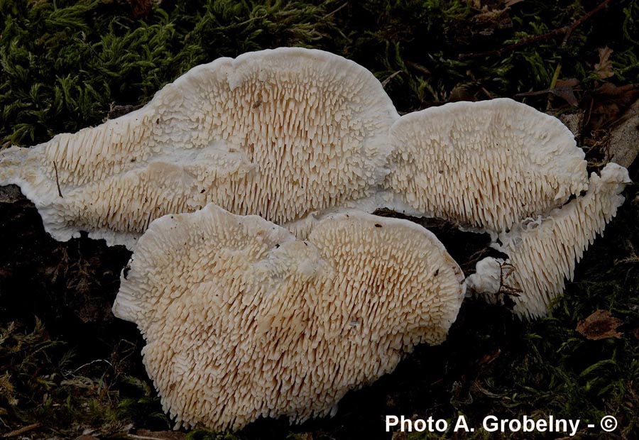 Spongipellis pachyodon