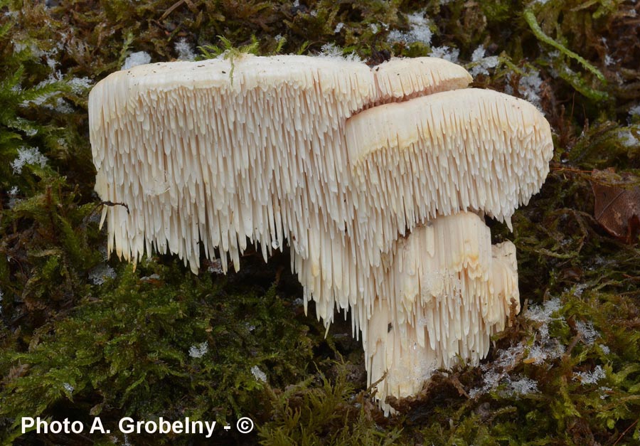 Spongipellis pachyodon