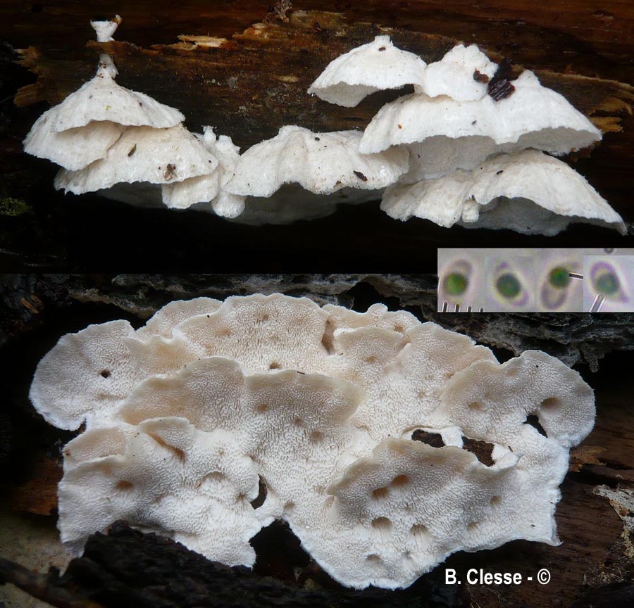 Spongiporus floriformis (Oligoporus floriformis, Postia floriformis)