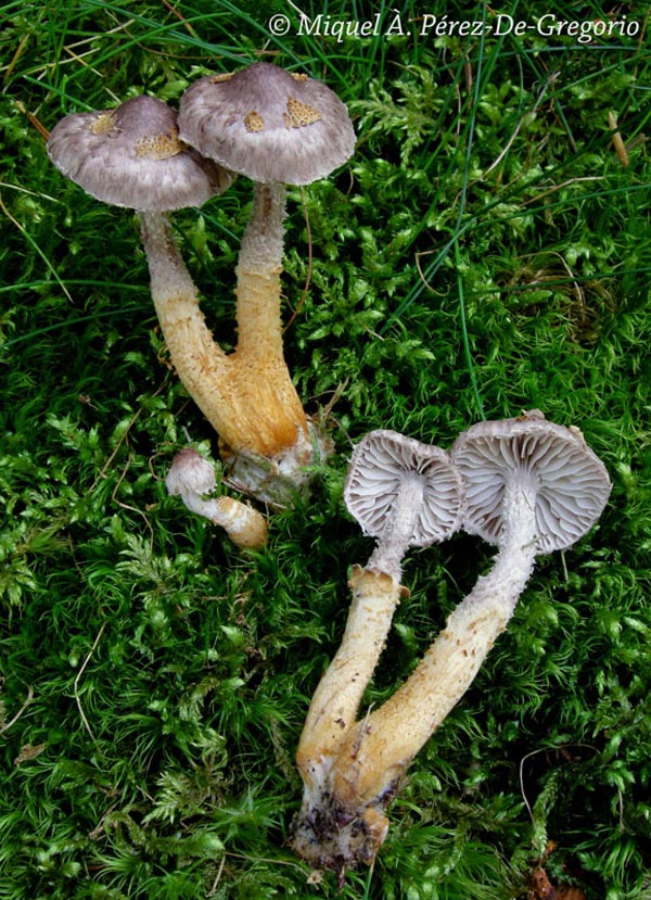 Squamanita paradoxa