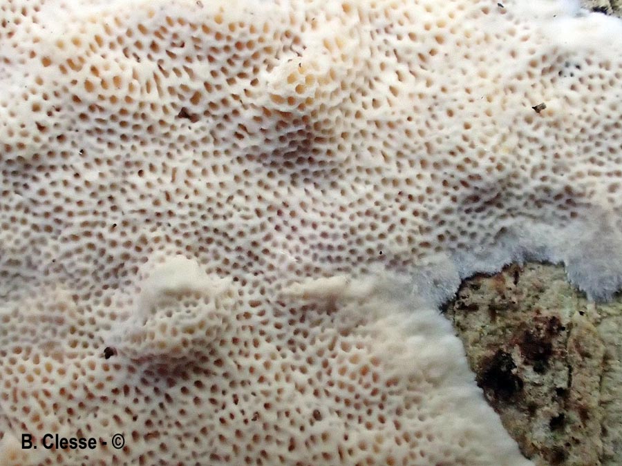 Steccherinum nitidum (Junghuhnia nitida)