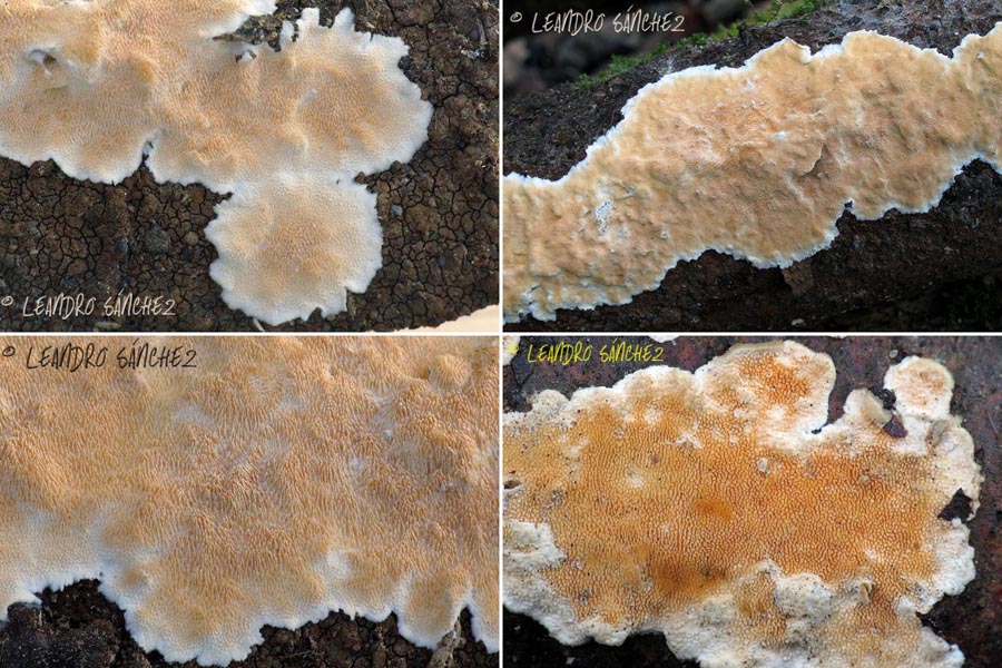 Steccherinum ochraceum