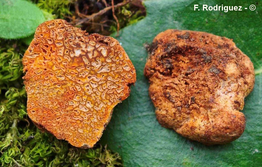 Stephanospora garrotxana