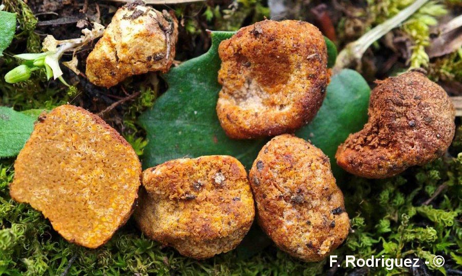 Stephanospora garrotxana