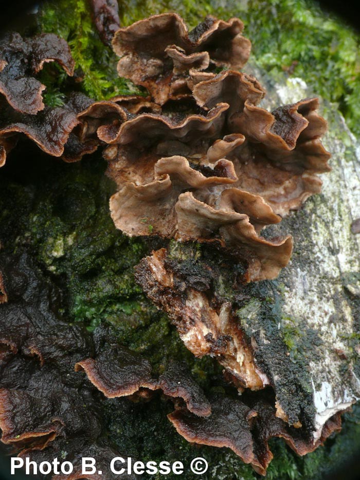 Stereum gausapatum