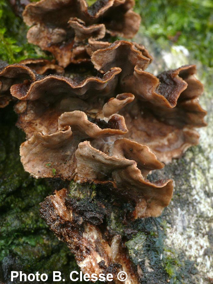 Stereum gausapatum