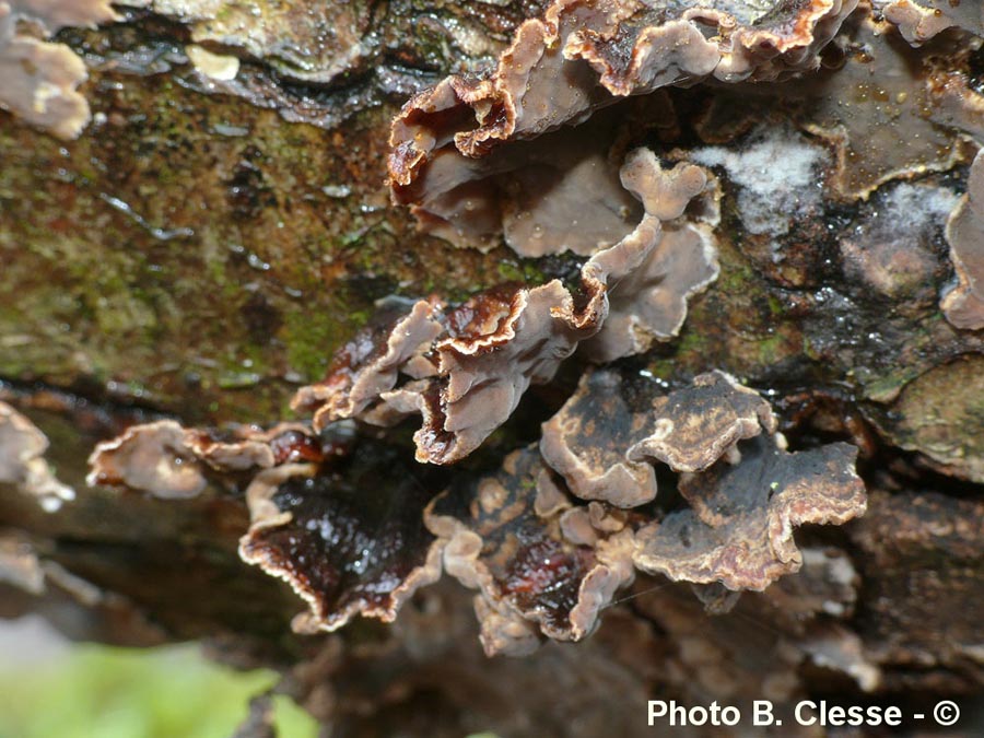 Stereum gausapatum