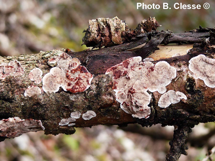 Stereum sanguinolentum