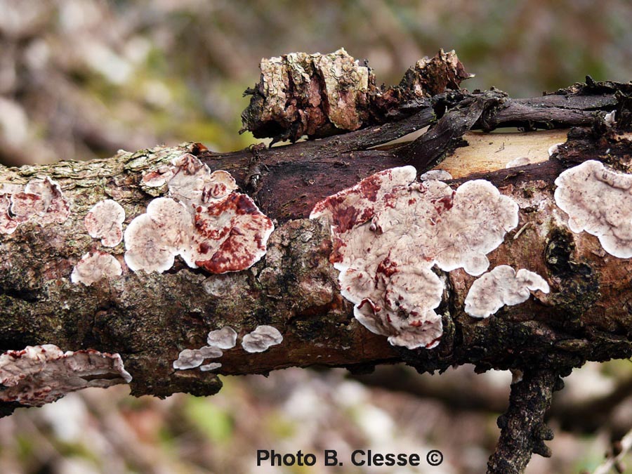 Stereum sanguinolentum