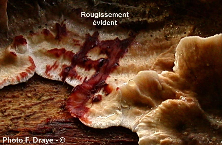 Stereum sanguinolentum