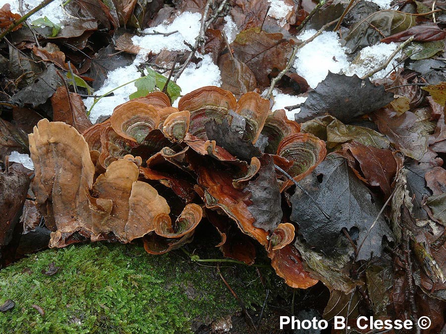 Stereum subtomentosum