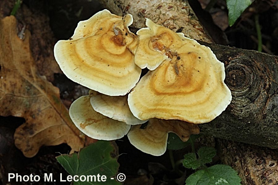 Stereum subtomentosum