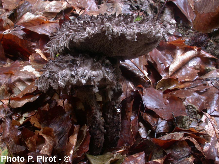 Strobilomyces floccopus (Strobilomyces strobilaceus)