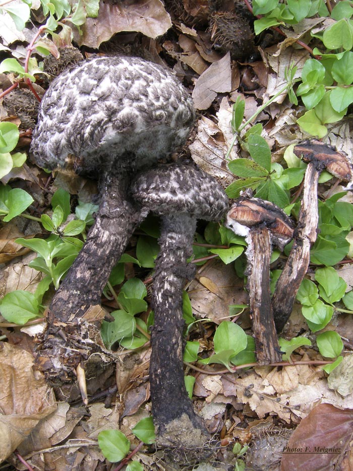 Strobilomyces strobilaceus