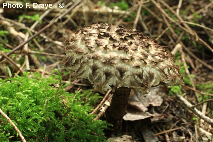 Strobilomyces strobilaceus