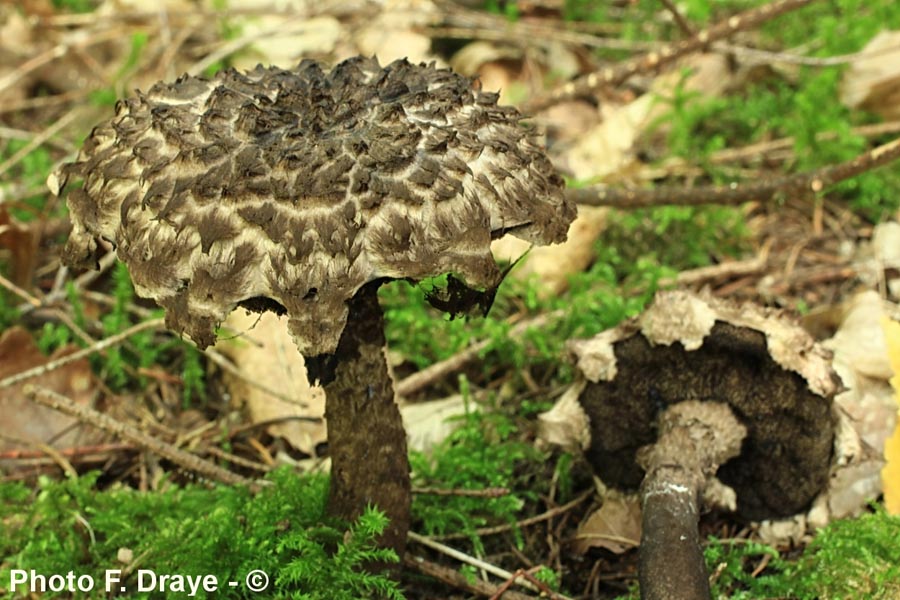 Strobilomyces strobilaceus