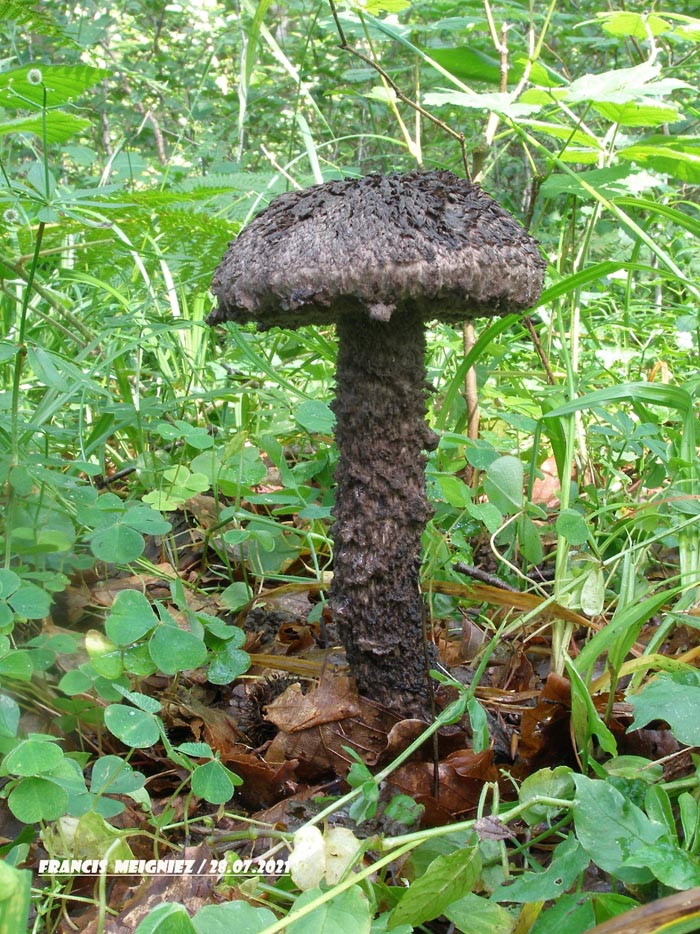 Strobilomyces strobilaceus