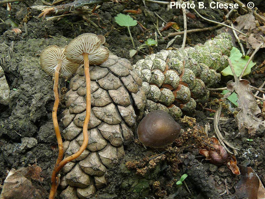 Strobilurus tenacellus