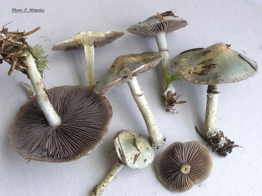 Stropharia aeruginosa