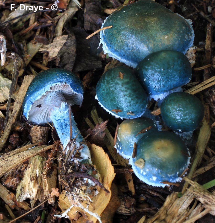 Stropharia aeruginosa