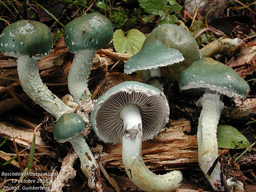 Stropharia aeruginosa