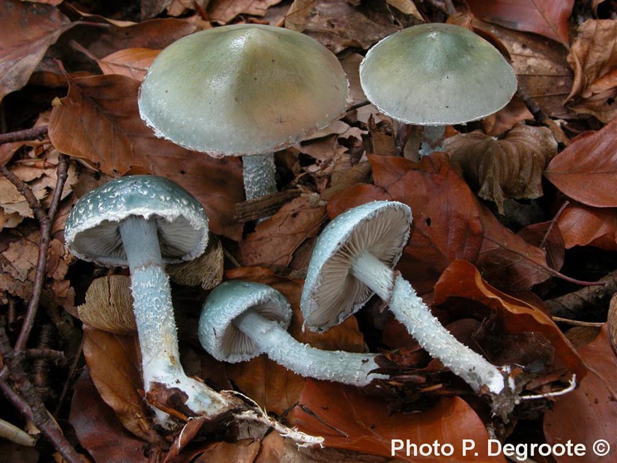 Stropharia aeruginosa