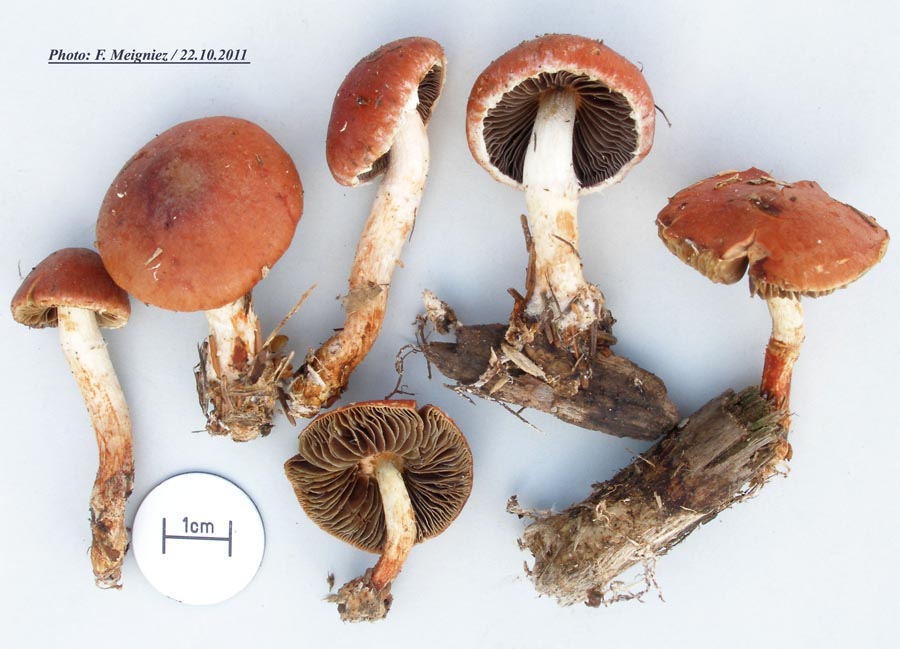 Stropharia aurantiaca (Leratiomyces ceres)