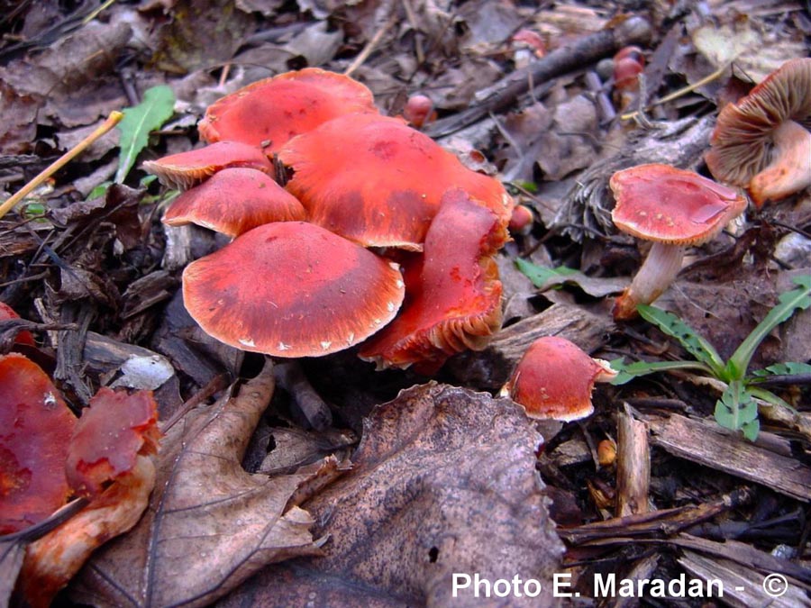 Stropharia aurantiaca (Leratiomyces ceres)