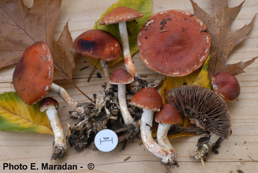 Stropharia aurantiaca (Leratiomyces ceres)