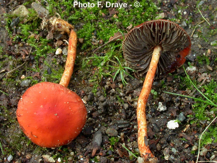 Stropharia aurantiaca