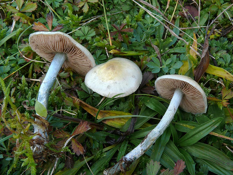 Stropharia caerulea (Stropharia cyanea)