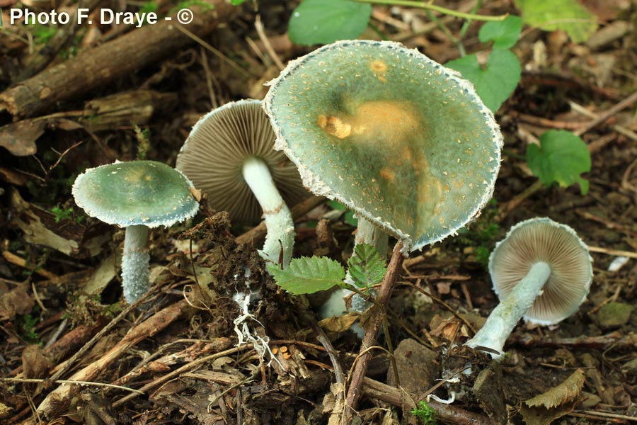 Stropharia caerulea (Stropharia cyanea)