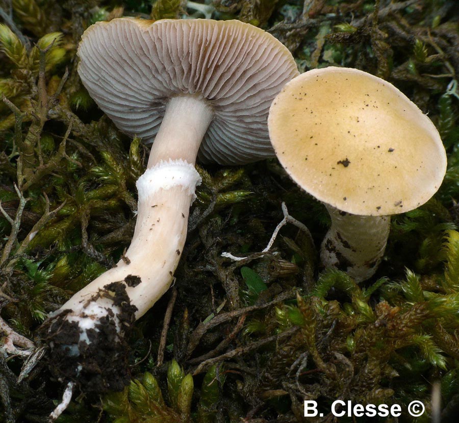 Stropharia coronilla