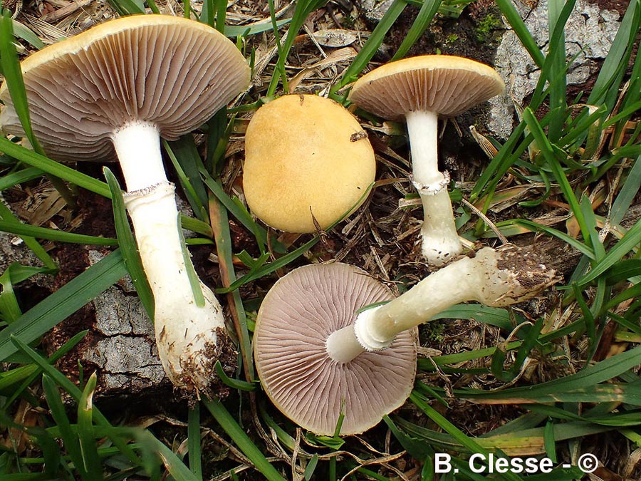 Stropharia coronilla