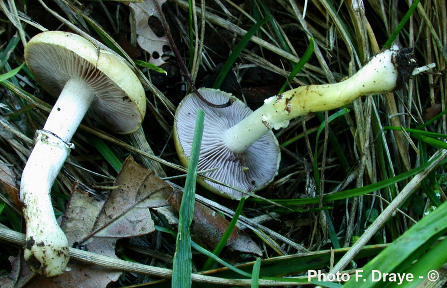 Stropharia coronilla