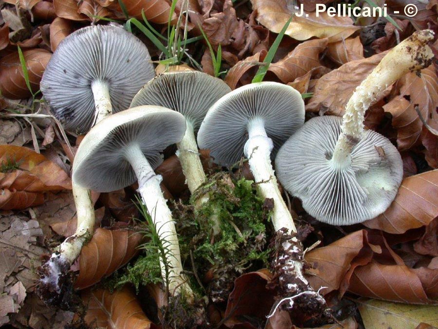 Stropharia hornemannii