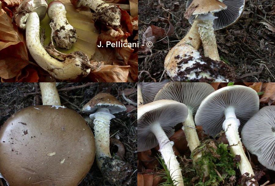 Stropharia hornemannii